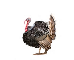 turkey-plain.jpg